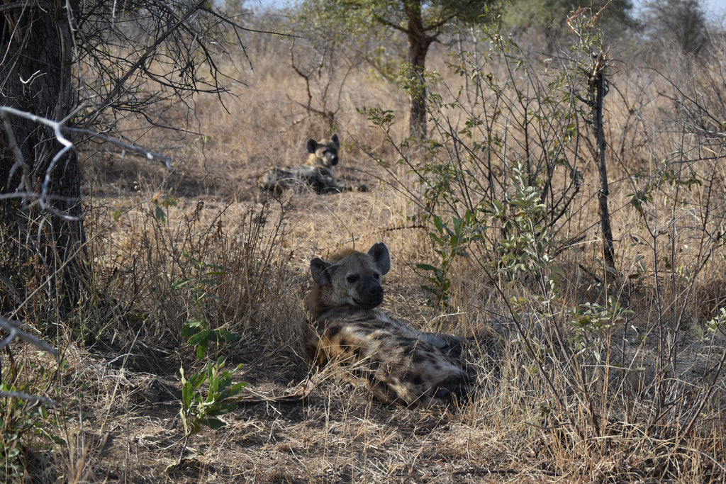 Kruger Camp Comparison Guide