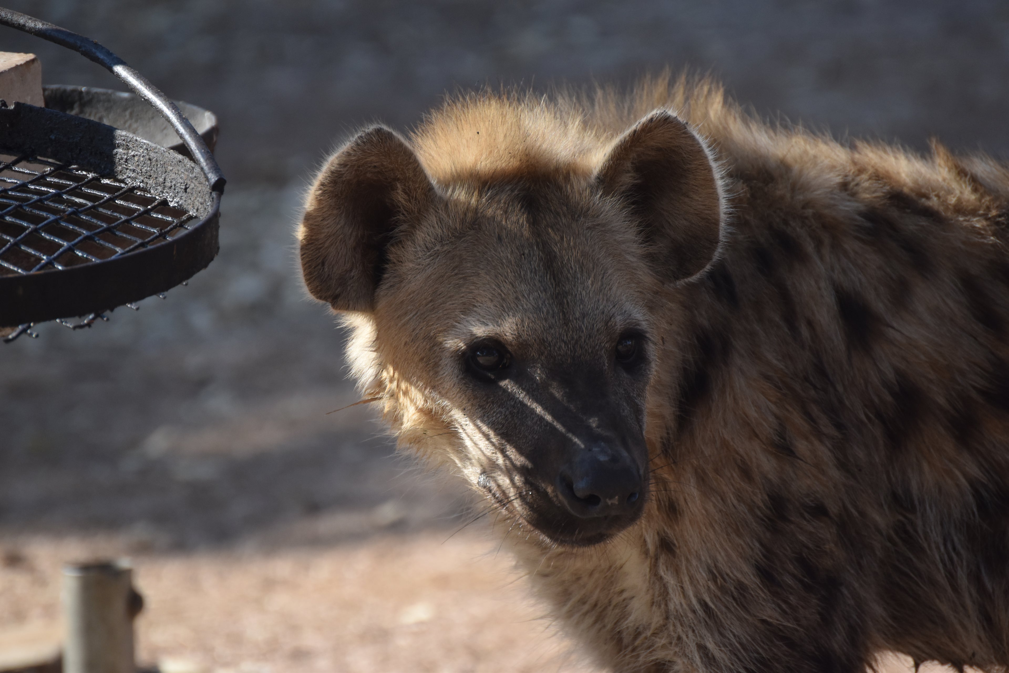 Kruger 7-Day Itinerary Planner