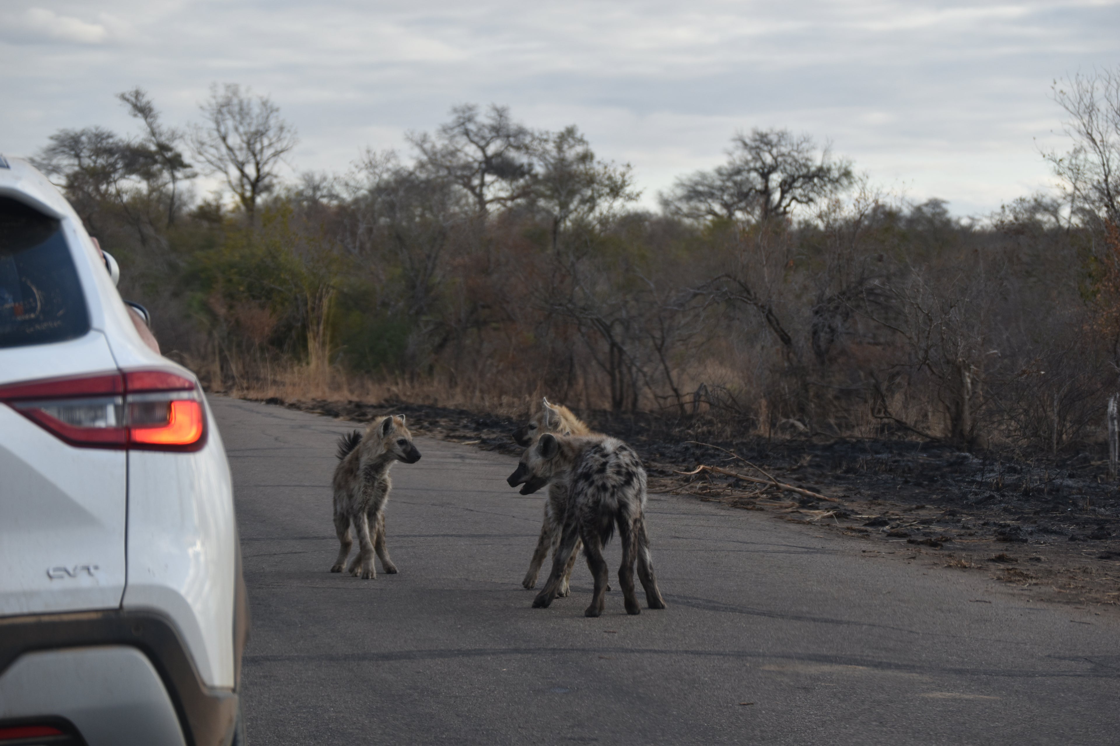 Kruger Wildlife Hot Spots (South vs Central Kruger)