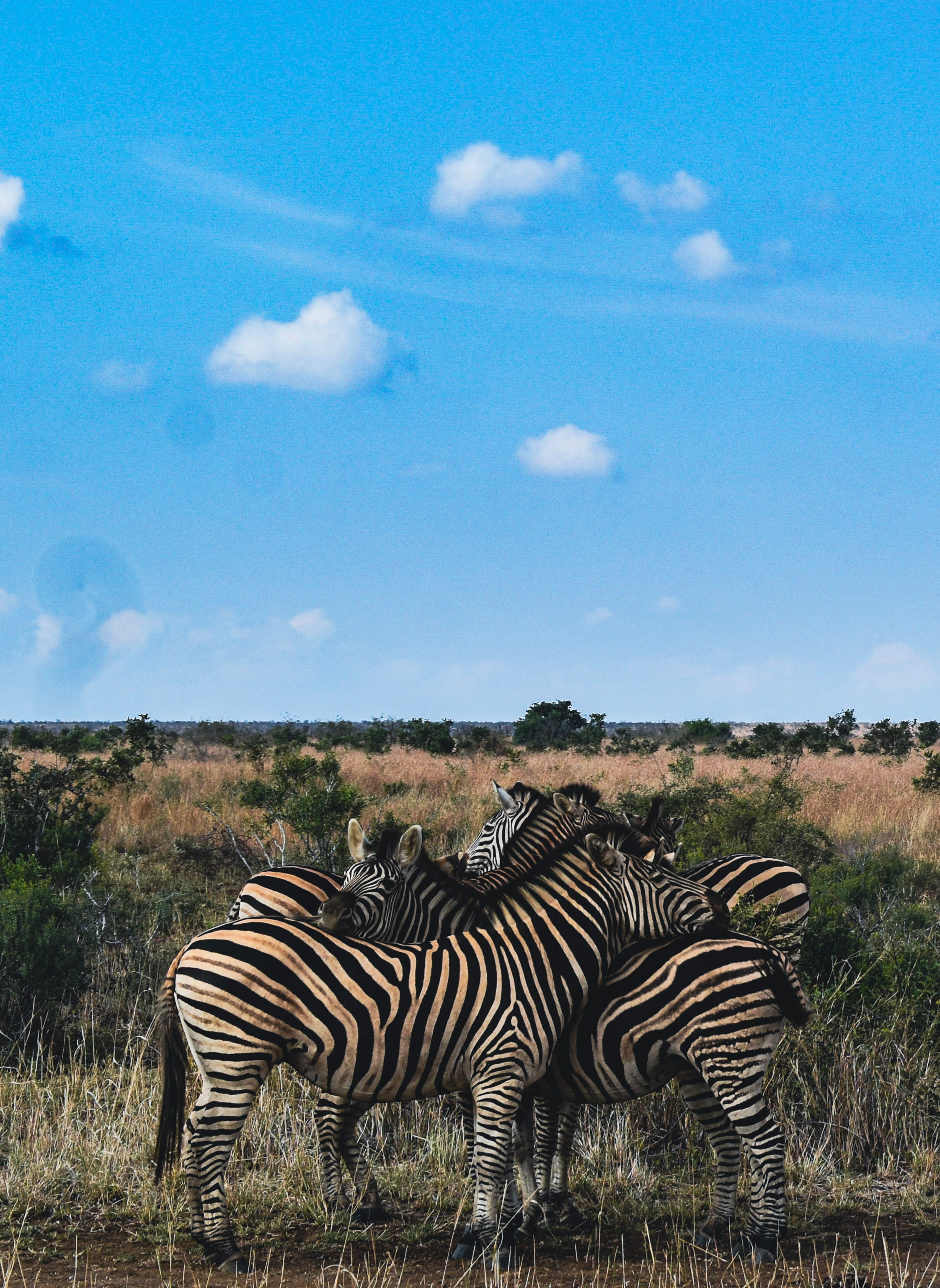 The Ultimate Kruger National Park Guide