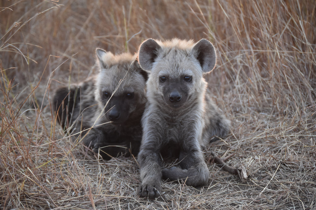 Kruger Packing Checklist