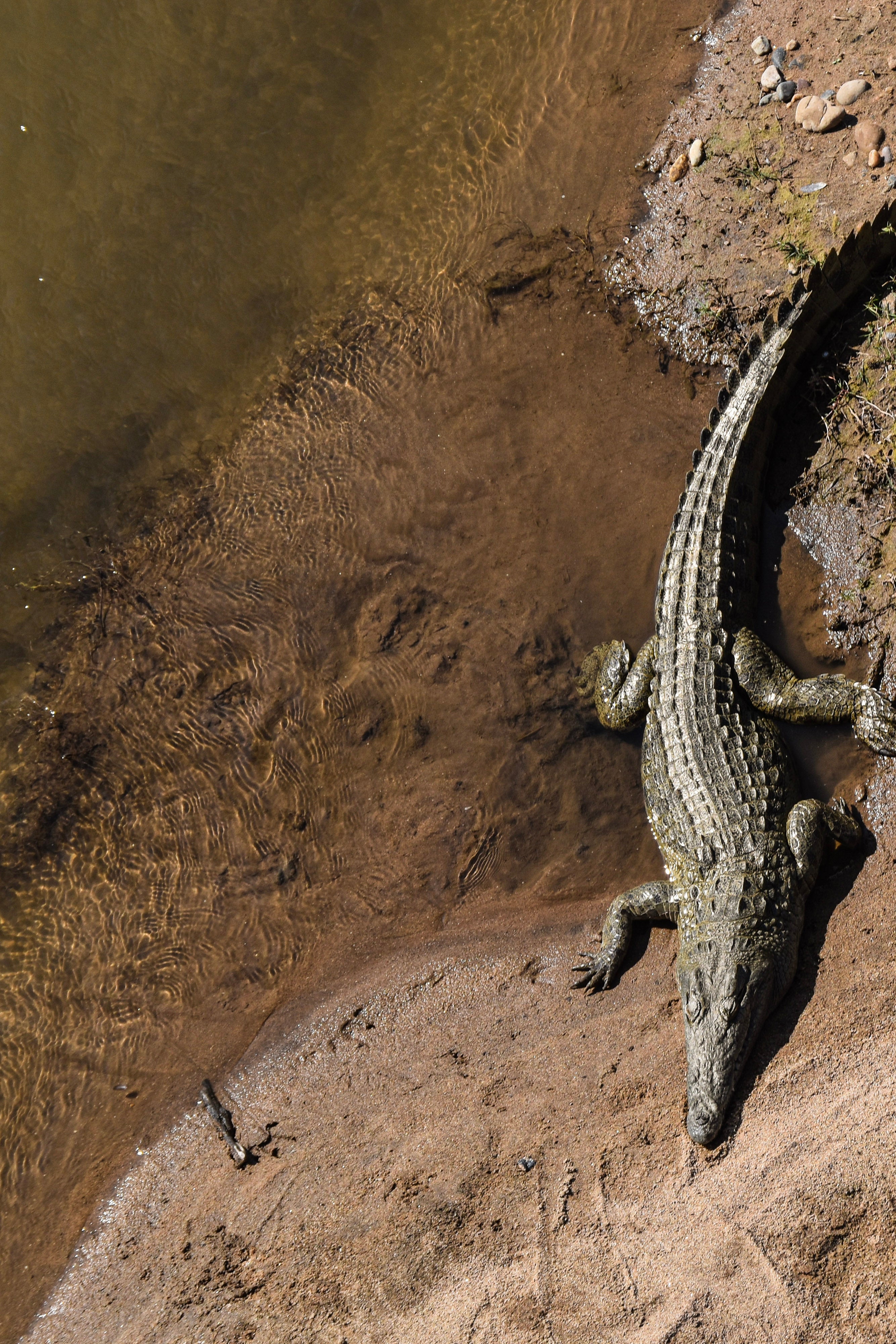 The Ultimate Kruger National Park Guide