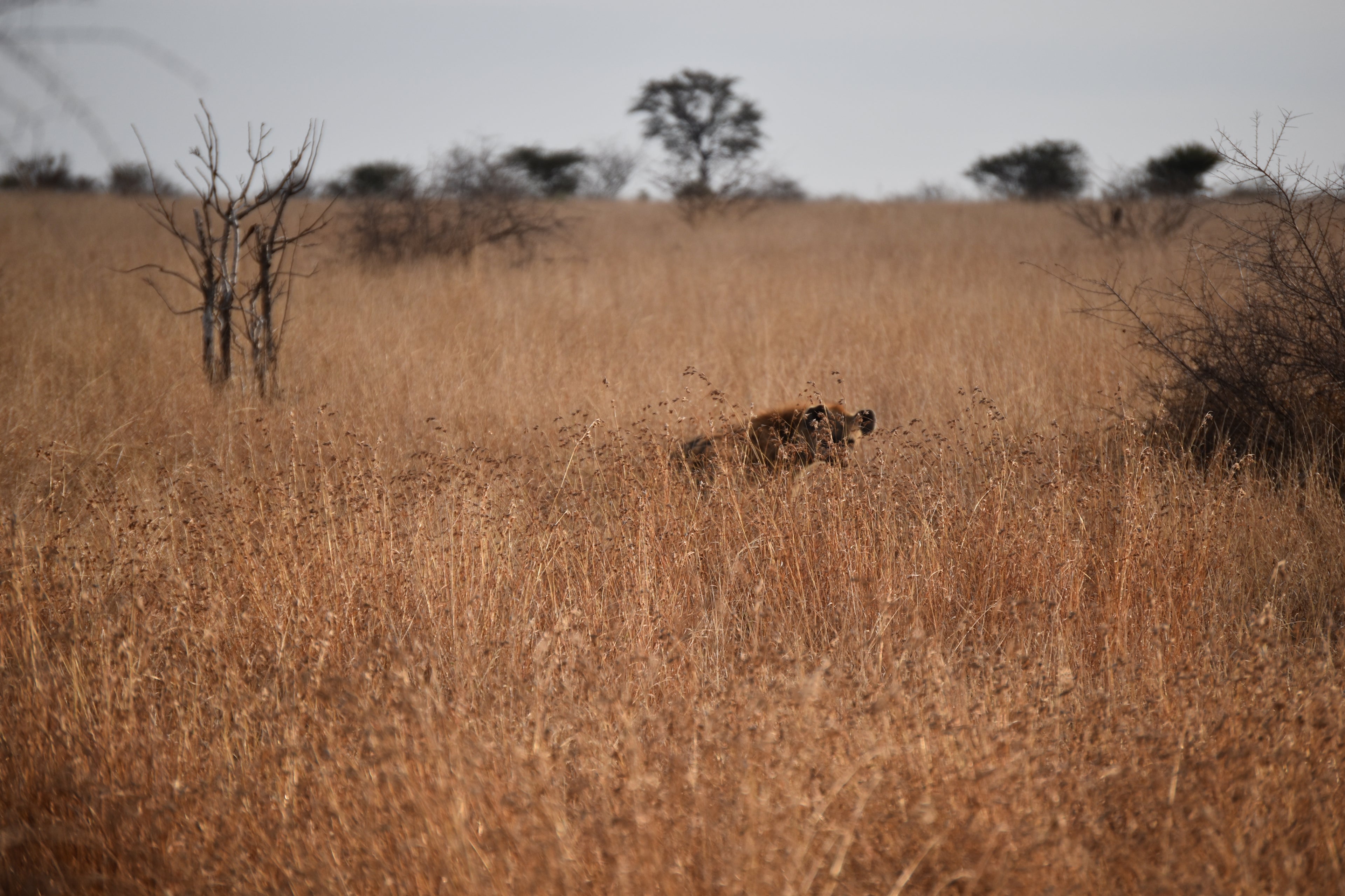 Kruger Short-Stay Itinerary Planner