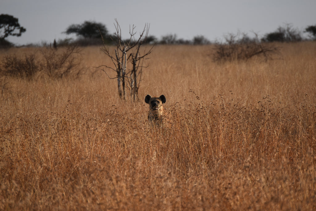 Kruger First-Time Visitor Guide