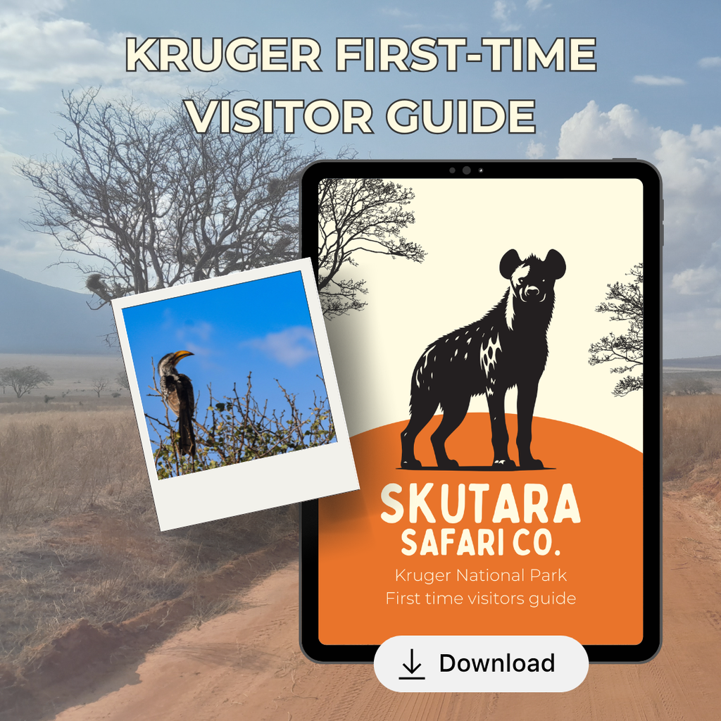 Kruger First-Time Visitor Guide
